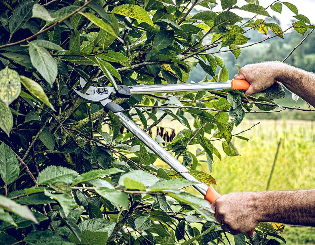 Ciseaux: Sécateur bypass pour branches Löwe 21